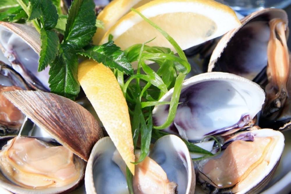 New Zealand Clams