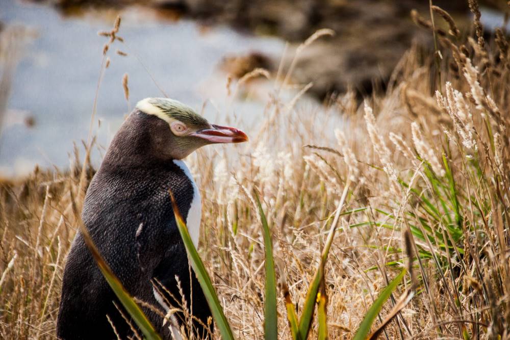 Penguin