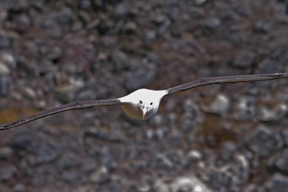 Royal Albatross